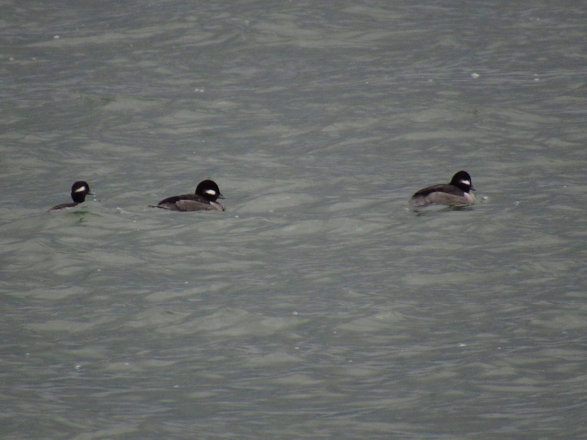 Bufflehead - Alyssa Gruda