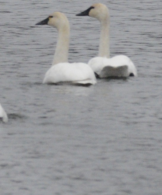 Tundra Swan - ML521487441