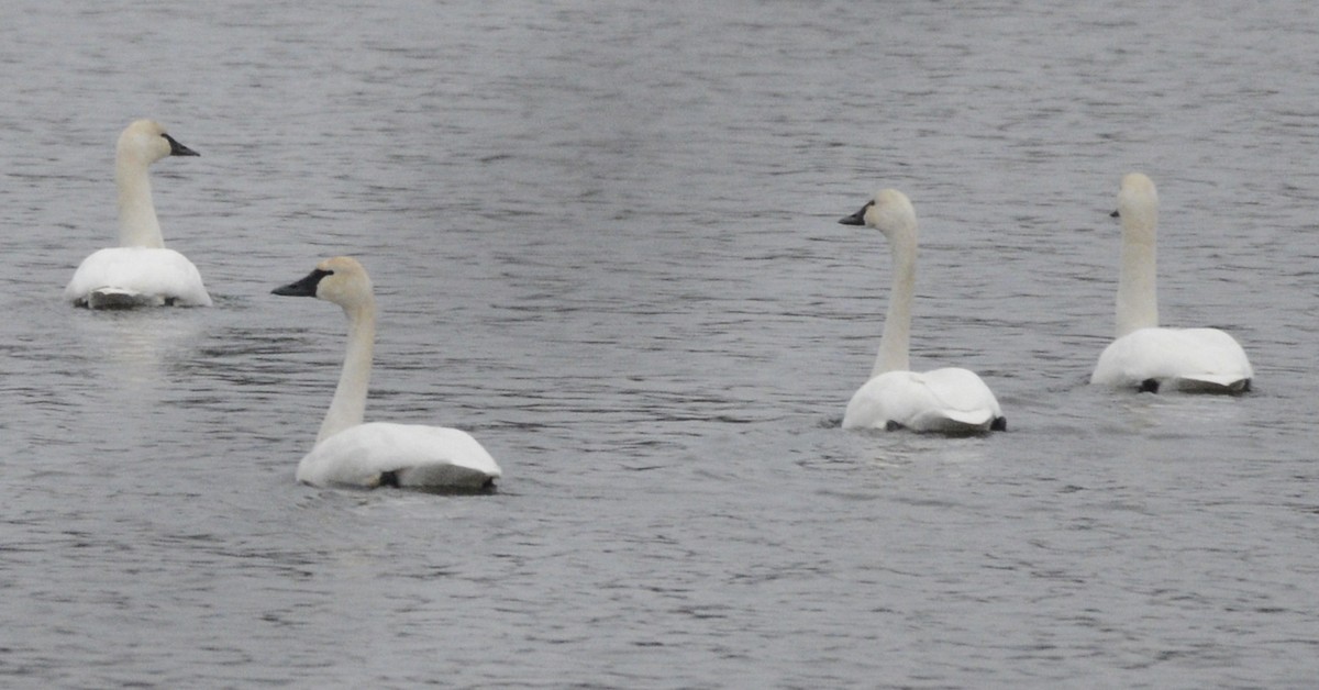 Tundra Swan - Huron Valley Audubon  Michigan