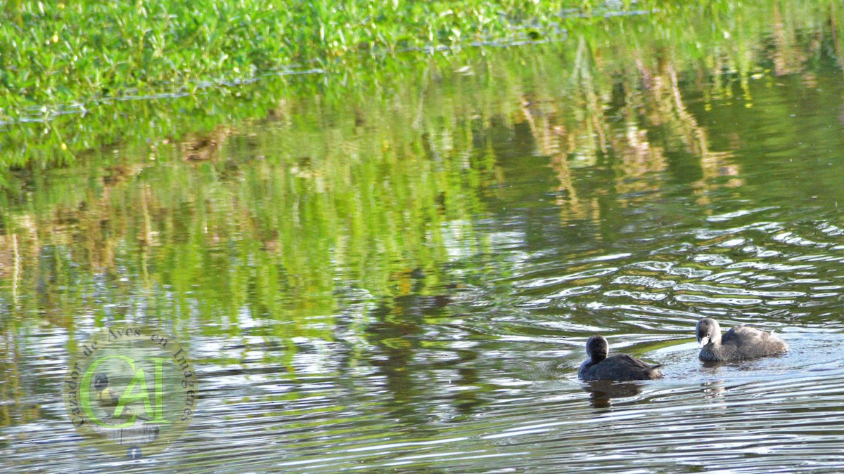 Pied-billed Grebe - ML521487711