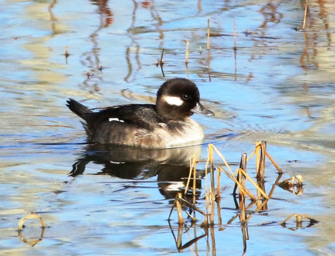 Bufflehead - ML521487971