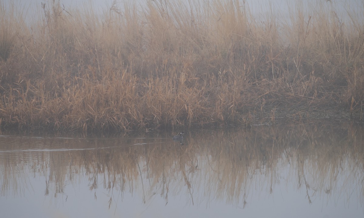 Халтар шунгуур - ML521488141