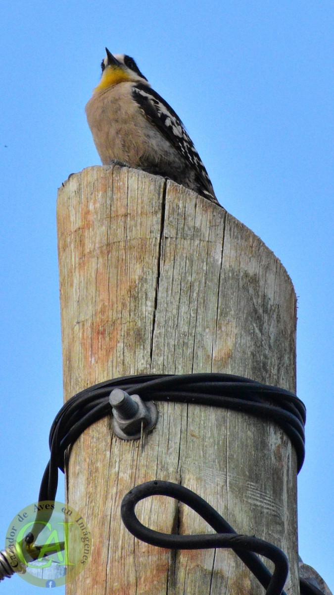 White-fronted Woodpecker - Pedro Rivero