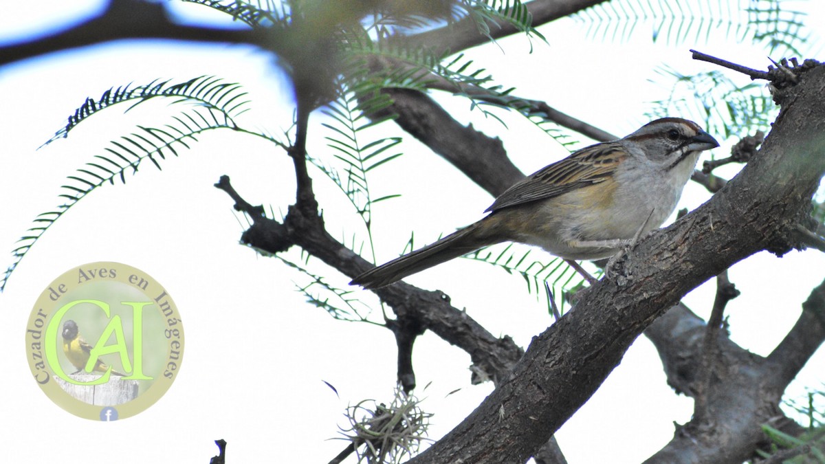 Chaco Sparrow - ML521489921