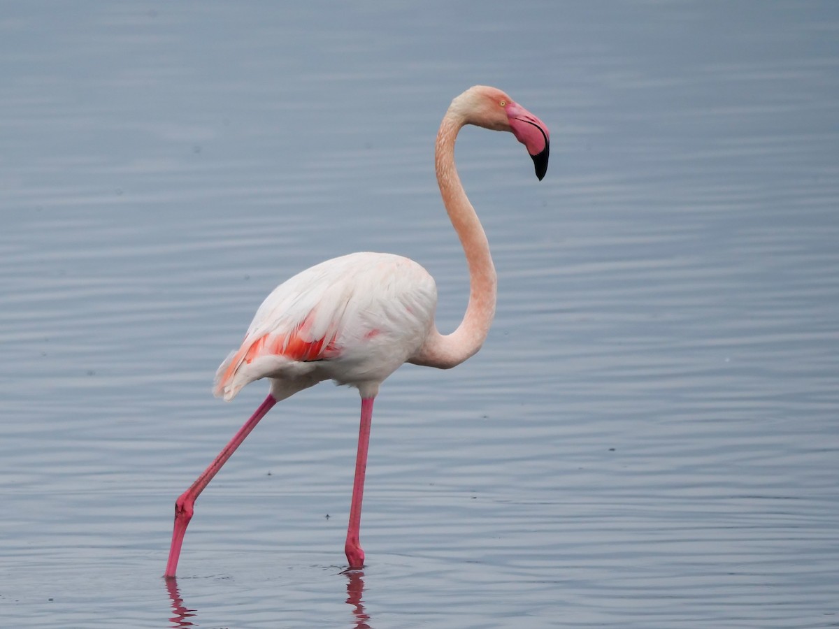 Greater Flamingo - Yarin KR
