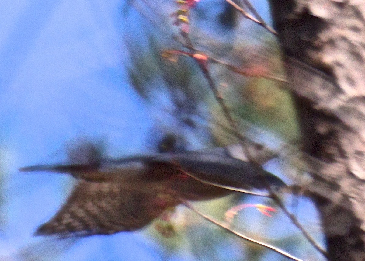 Accipitrine hawk sp. (former Accipiter sp.) - ML52149131