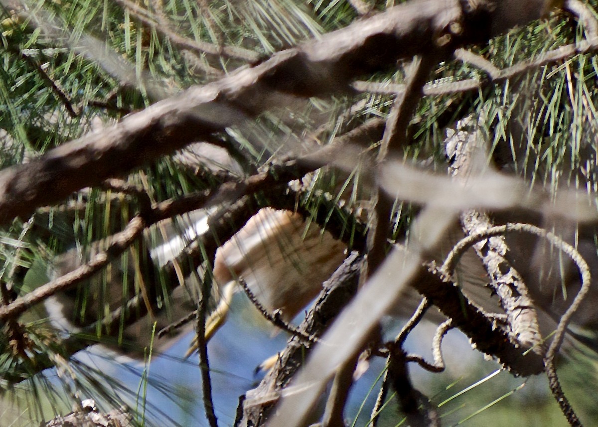 Accipitrine hawk sp. (former Accipiter sp.) - ML52149141