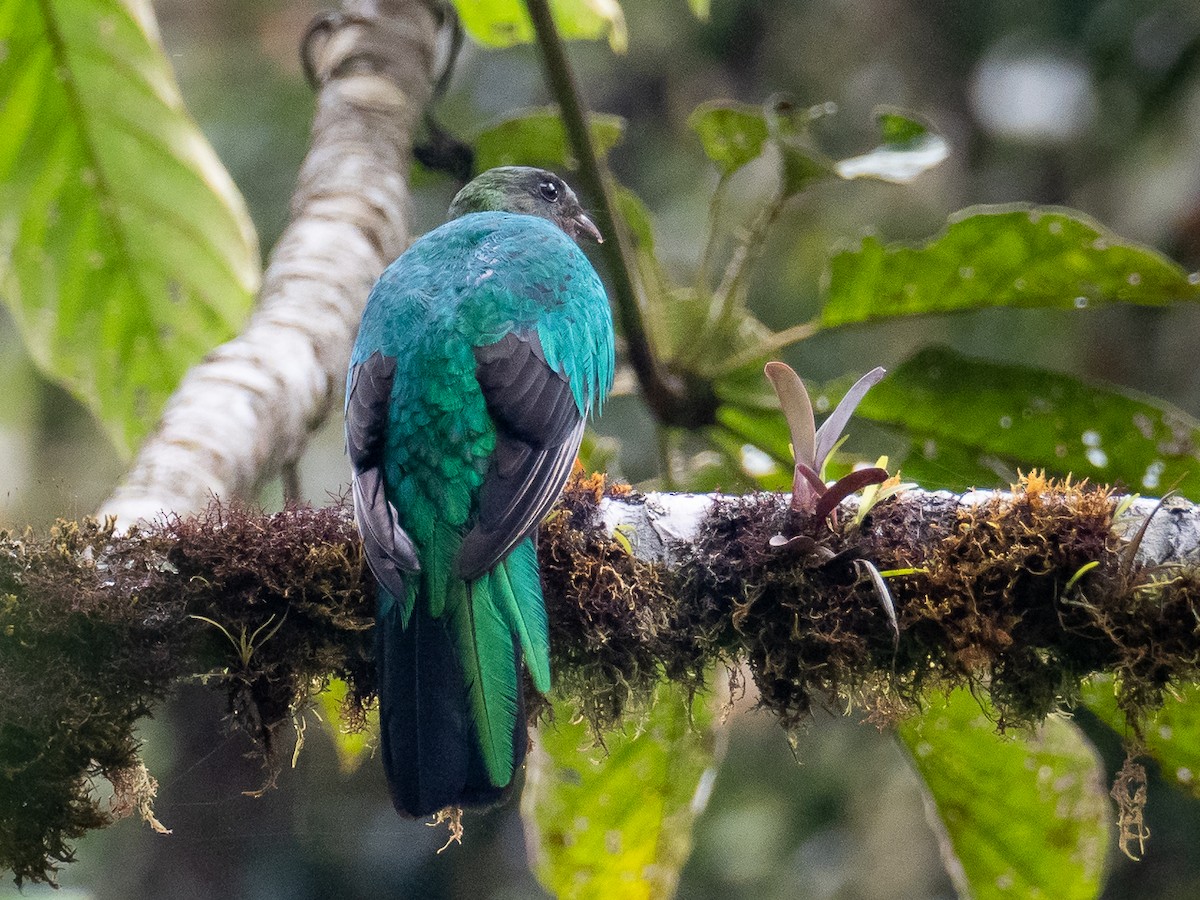 Golden-headed Quetzal - Chris Fischer