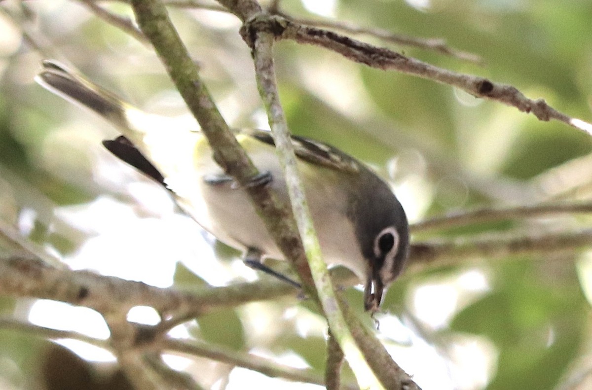 Blue-headed Vireo - ML521492561