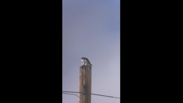 Prairie Falcon - ML521493051