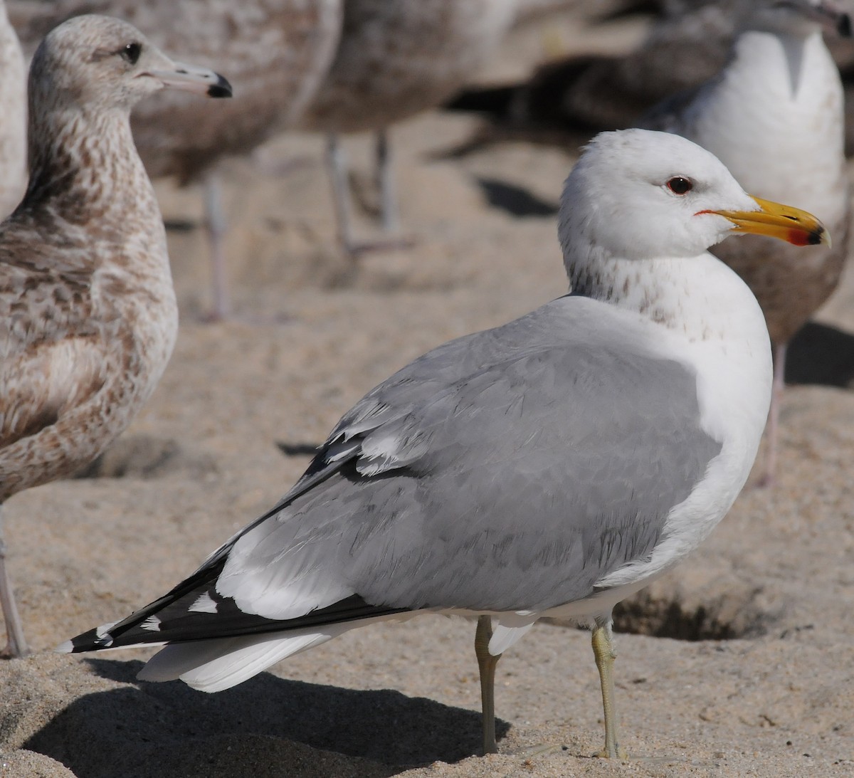 California Gull - ML52149451