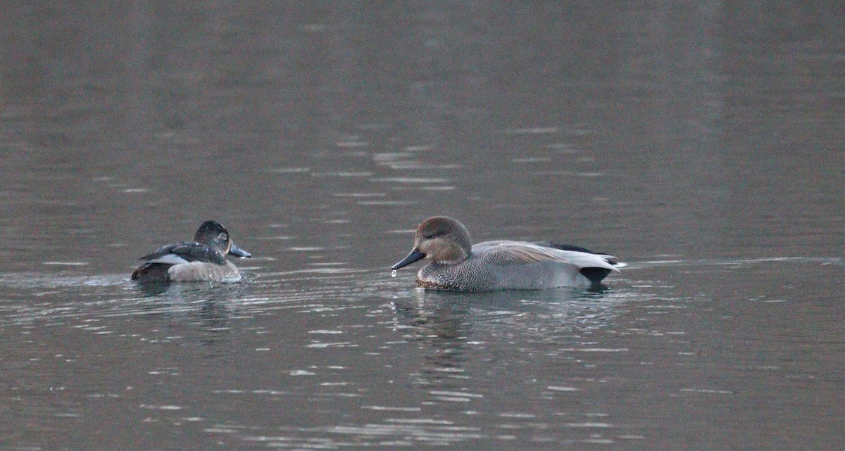 Ring-necked Duck - ML521495141