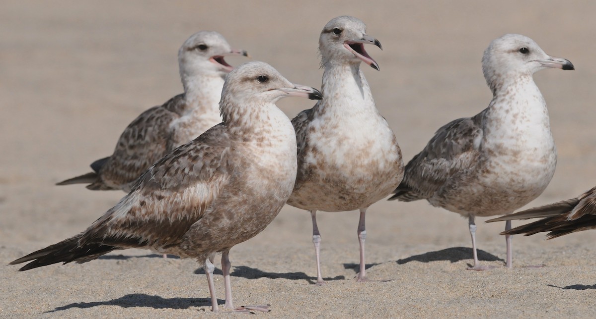 California Gull - ML52149561