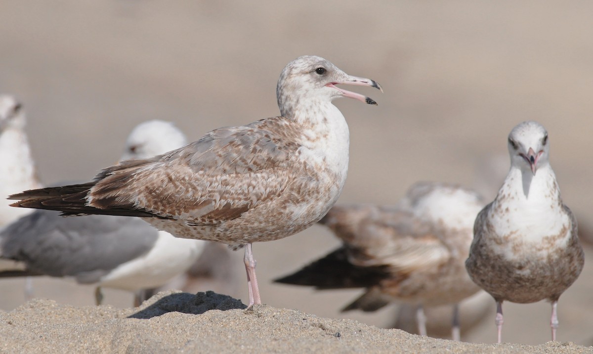 California Gull - Steven Mlodinow