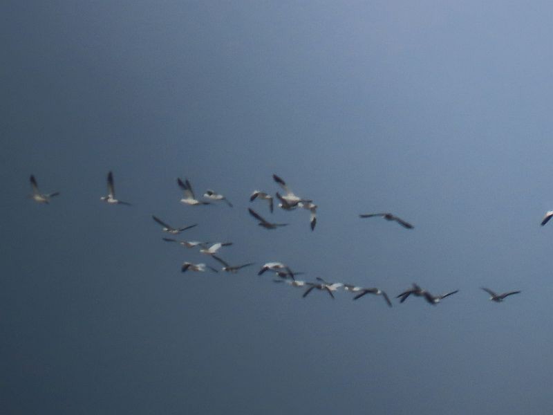 Snow Goose - ML521497531