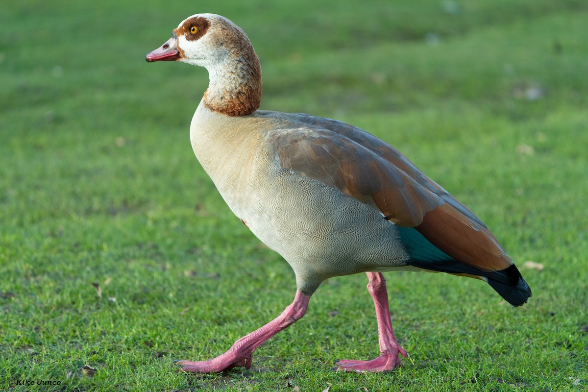 Egyptian Goose - Kike Junco