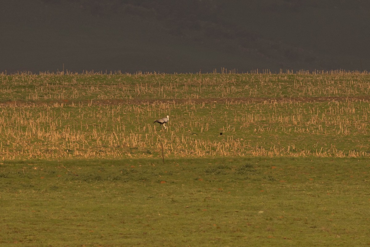 Wattled Crane - ML521499081