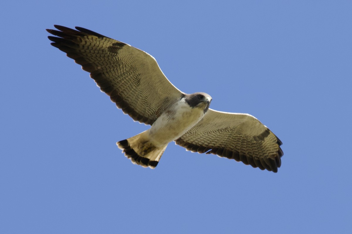 White-tailed Hawk - ML521501141
