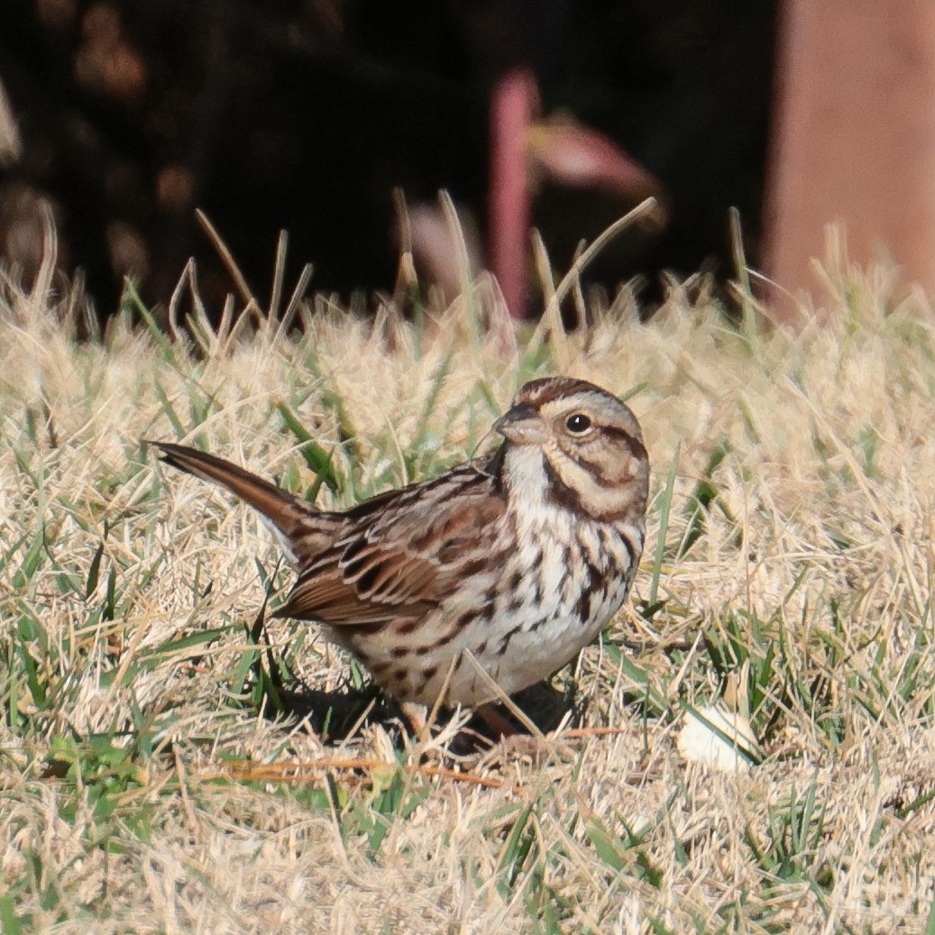 Song Sparrow - ML521501591