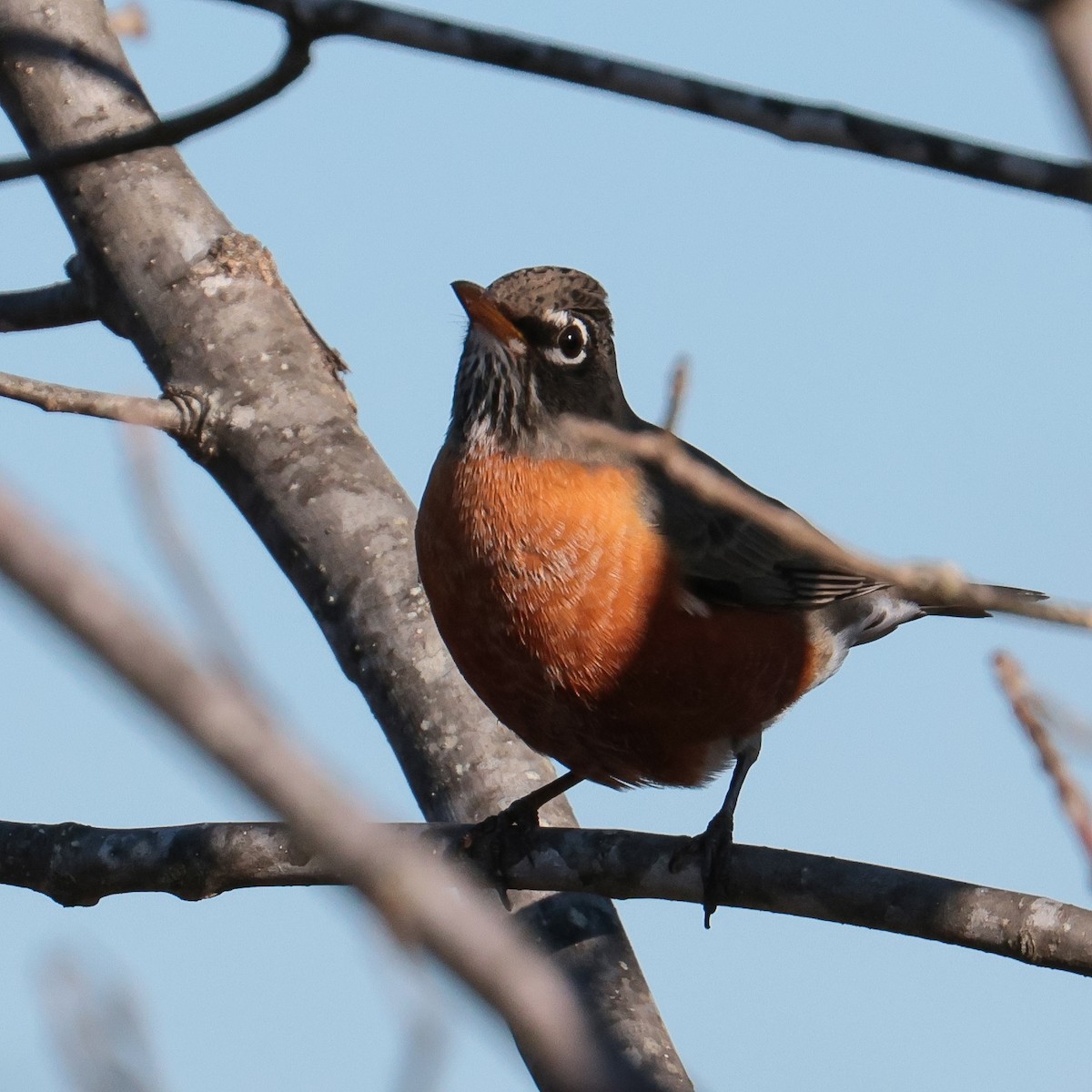 American Robin - ML521501611