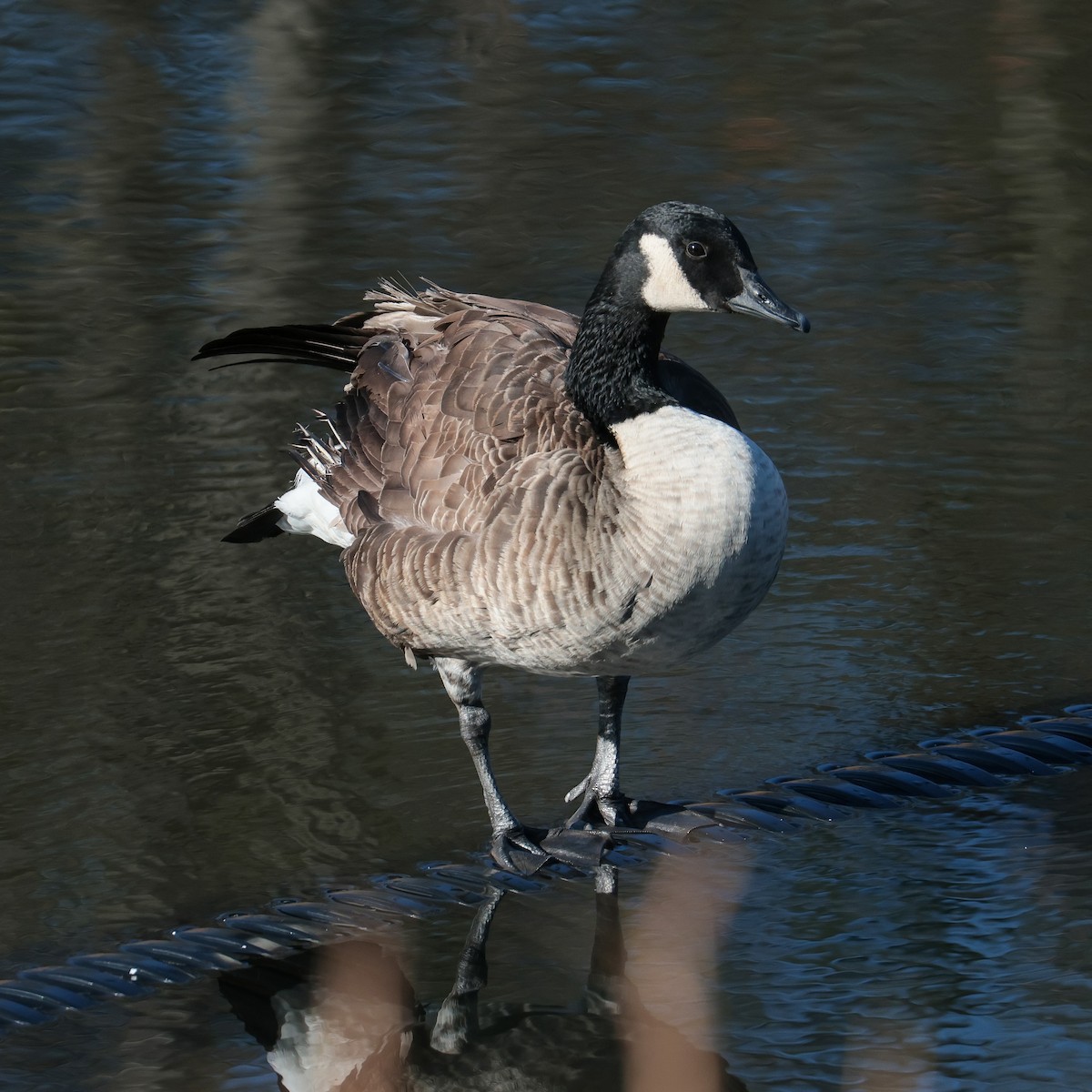 Canada Goose - ML521501771