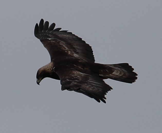 Golden Eagle - ML521501871