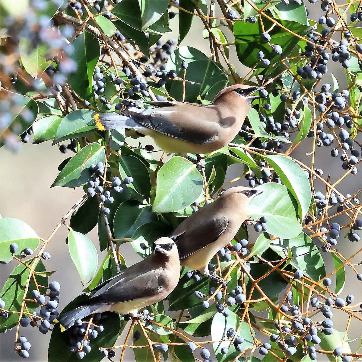 Cedar Waxwing - ML521501961