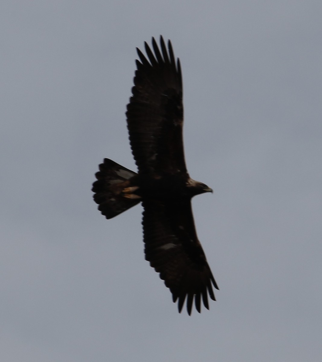 Golden Eagle - ML521501991