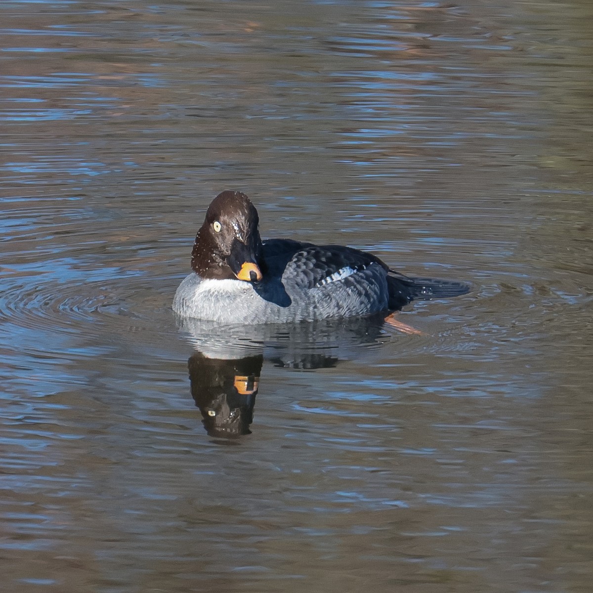 Common Goldeneye - ML521502011