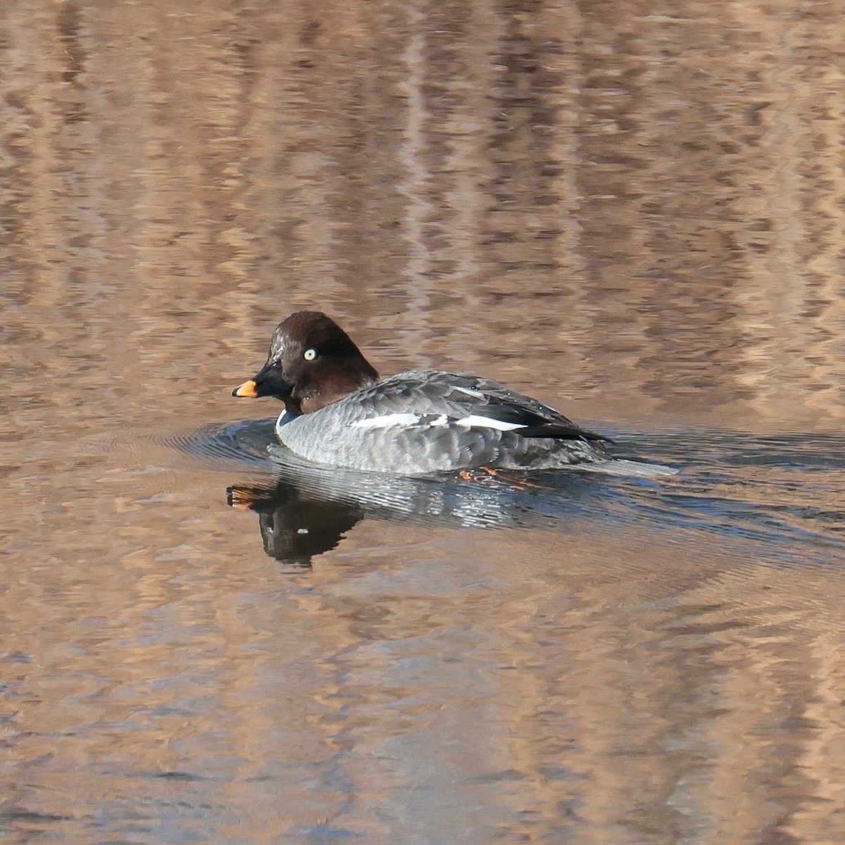 Common Goldeneye - ML521502021