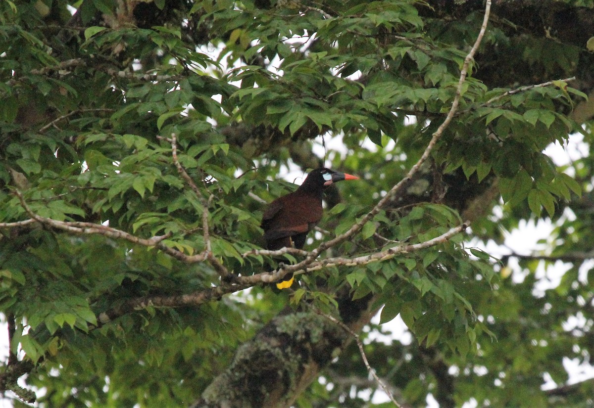 Montezuma Oropendola - Mackenzie Goldthwait