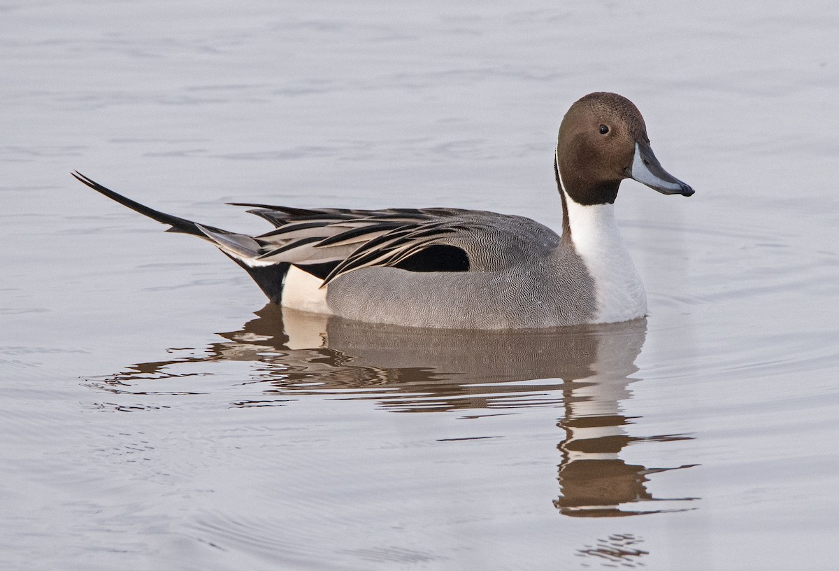 Northern Pintail - ML521502721