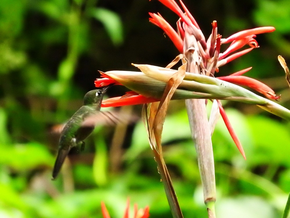 kolibřík fialovoprsý - ML521503881