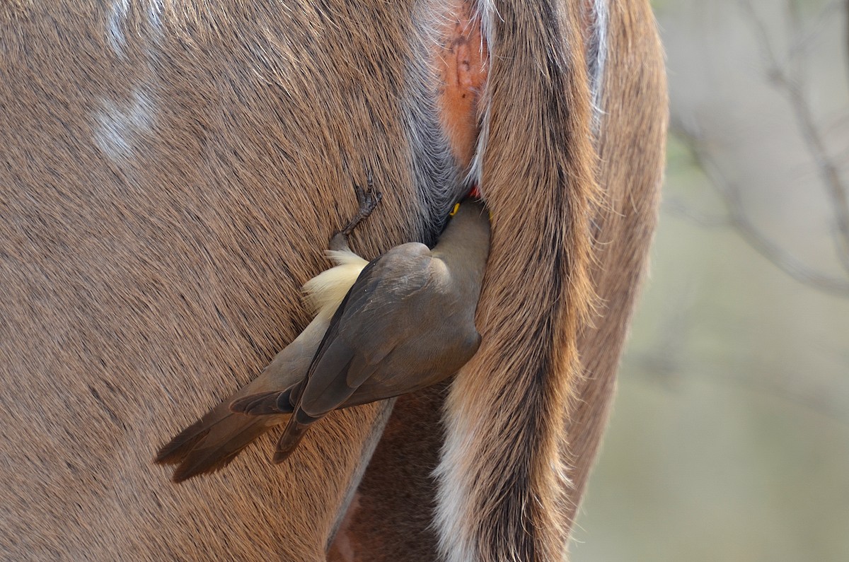 Red-billed Oxpecker - Terence Alexander