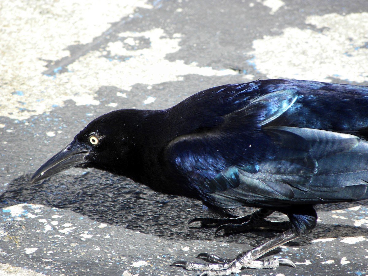 Great-tailed Grackle - ML521504941