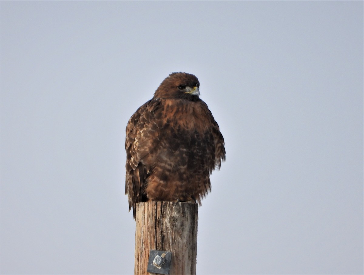 Red-tailed Hawk - ML521505701