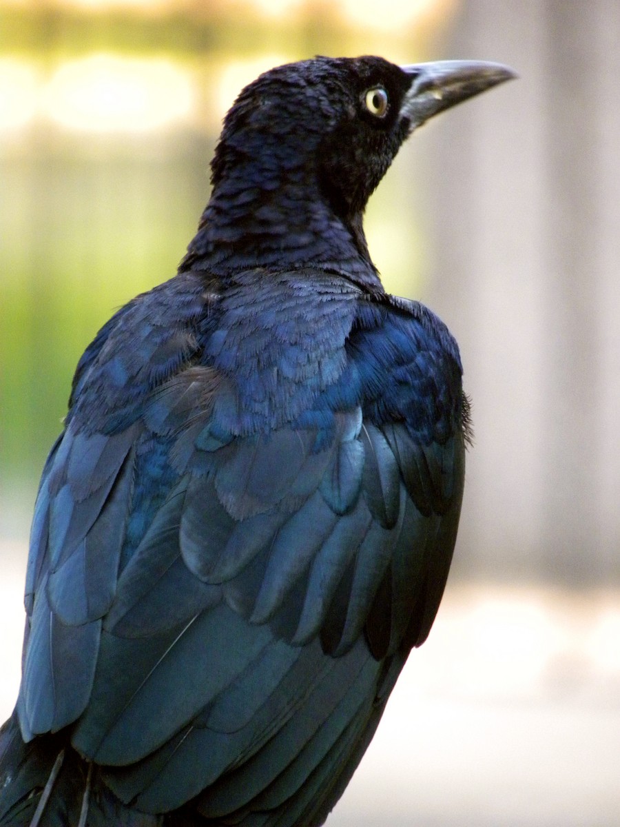 Great-tailed Grackle - ML521507591