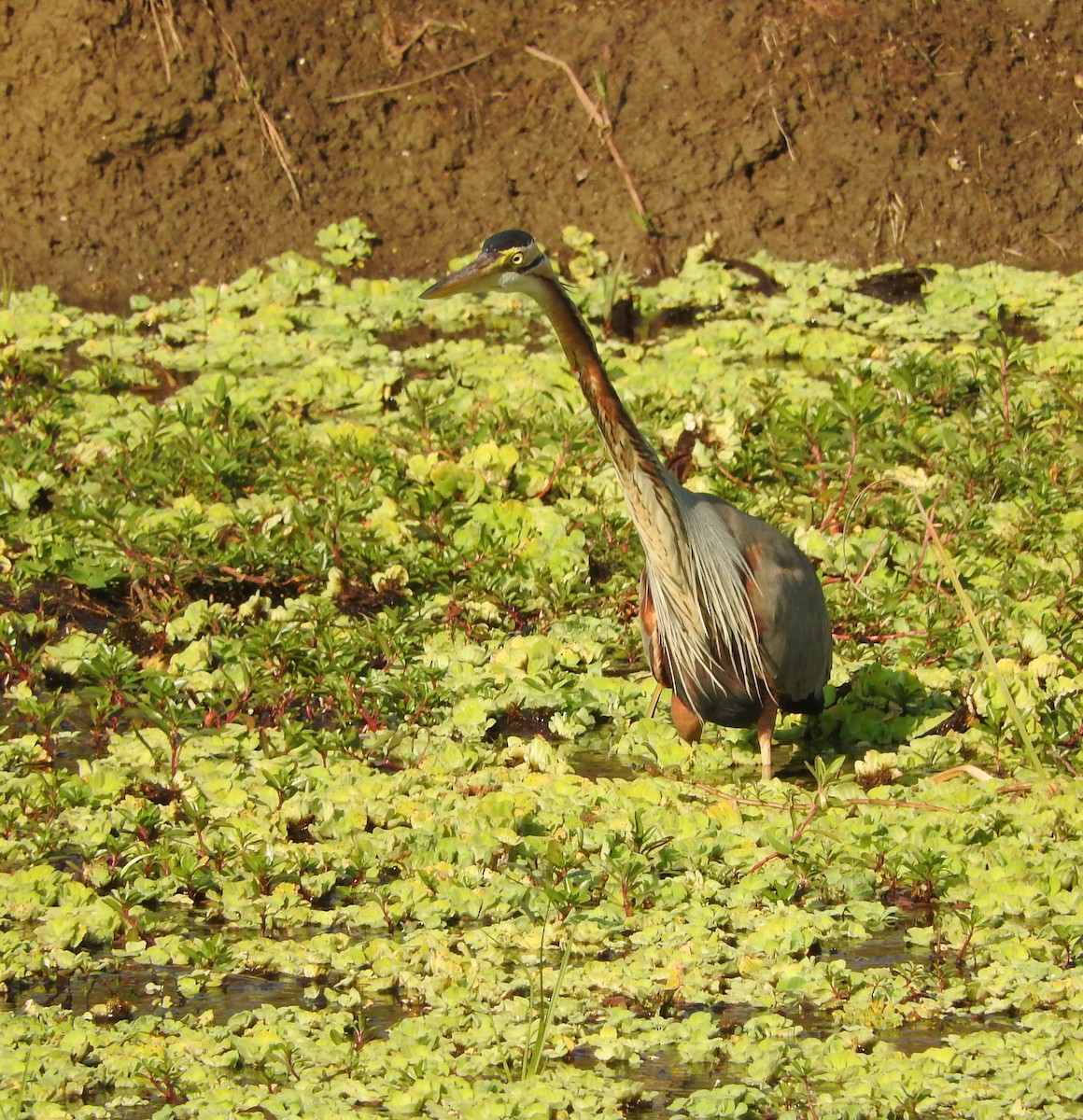 Purple Heron - ML52150781