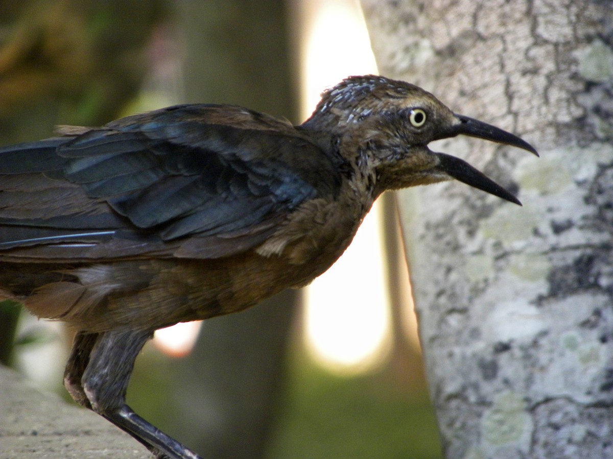 Great-tailed Grackle - ML521508101