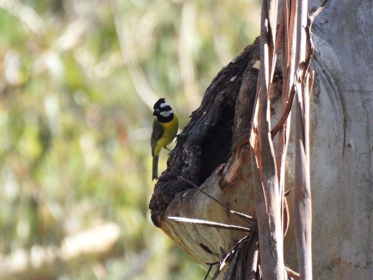 Eastern Shrike-tit - ML521508501