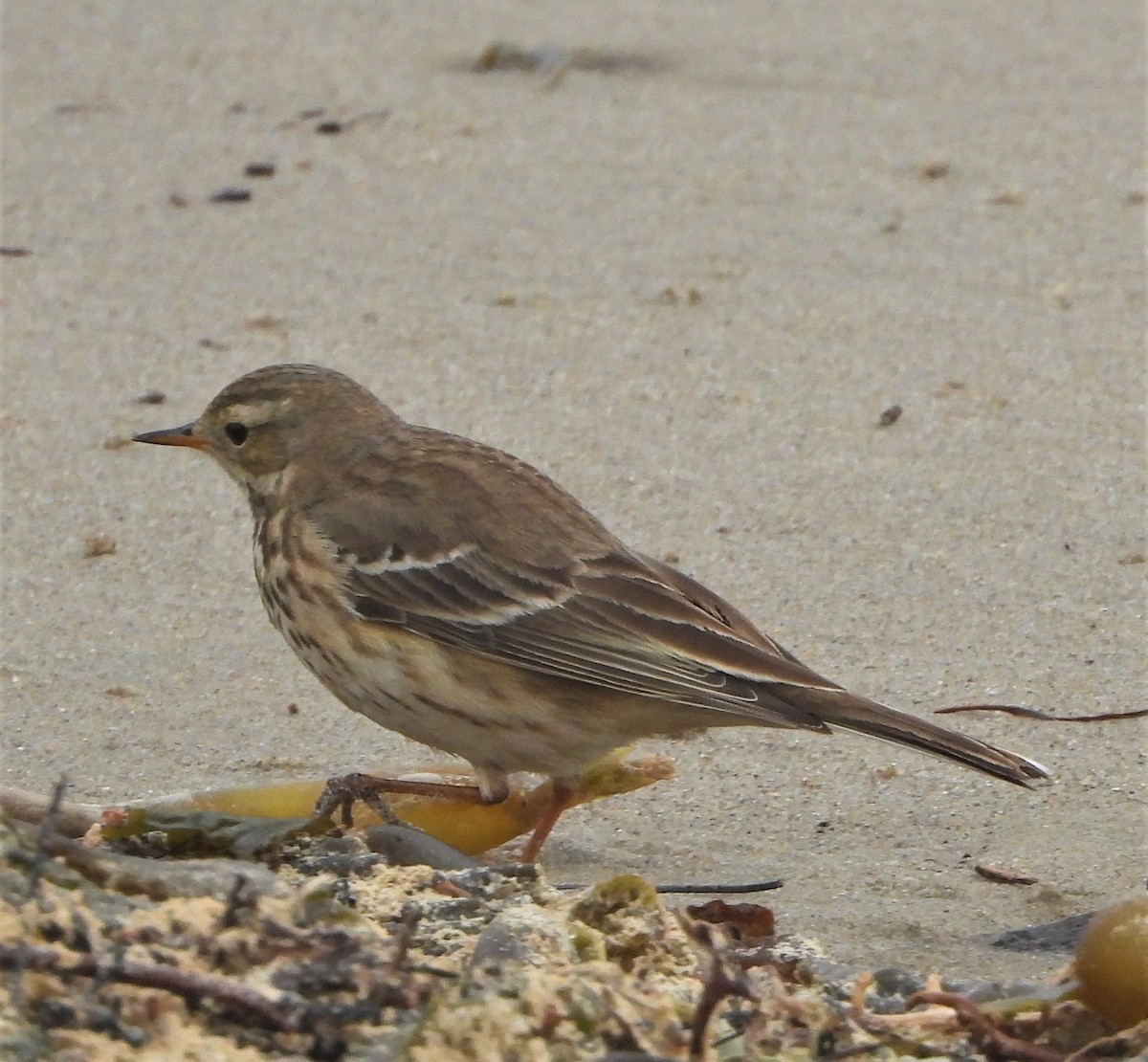 American Pipit - ML521508731