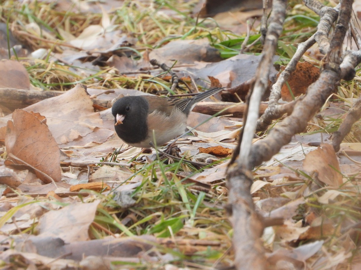 Dark-eyed Junco - ML521510991