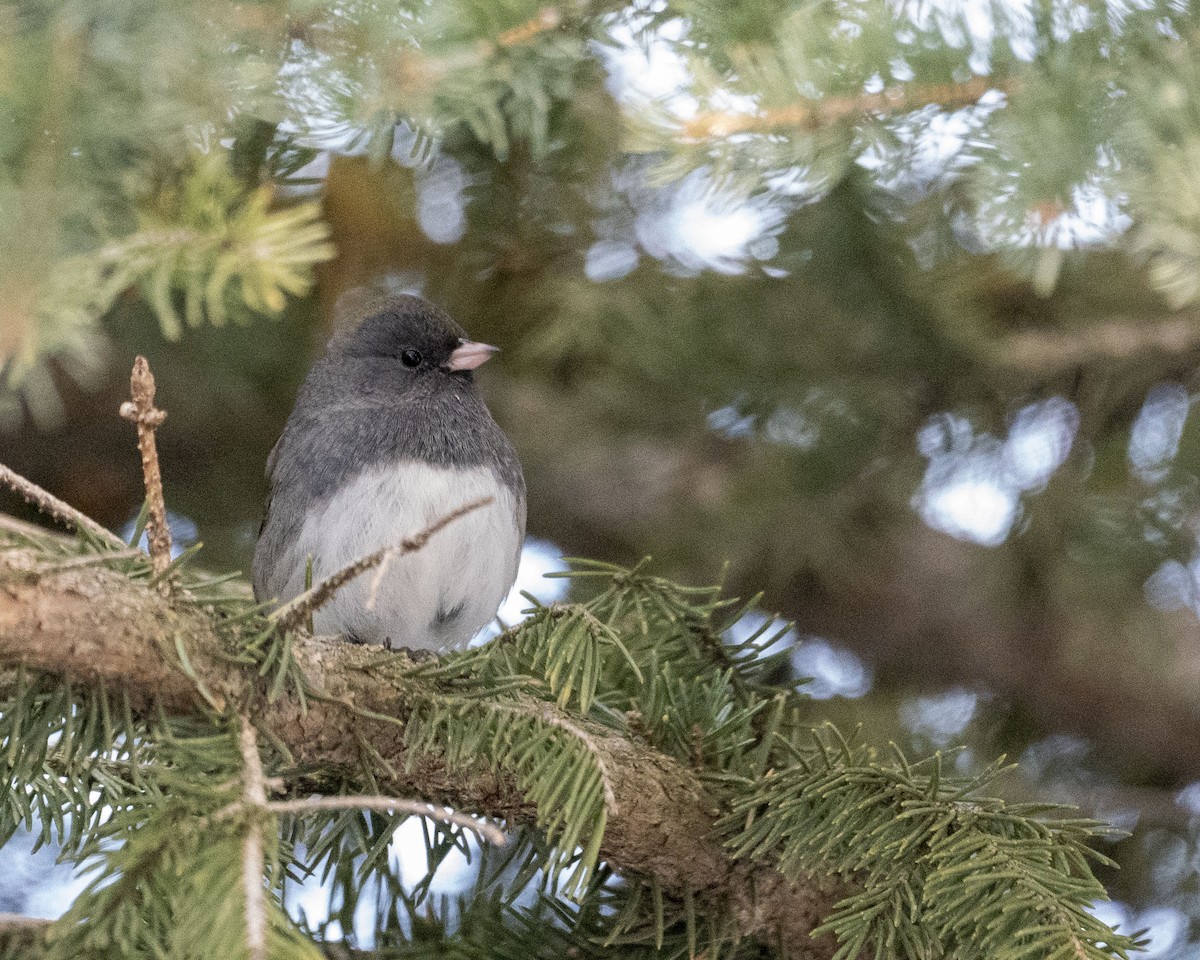 Dark-eyed Junco - ML521513331