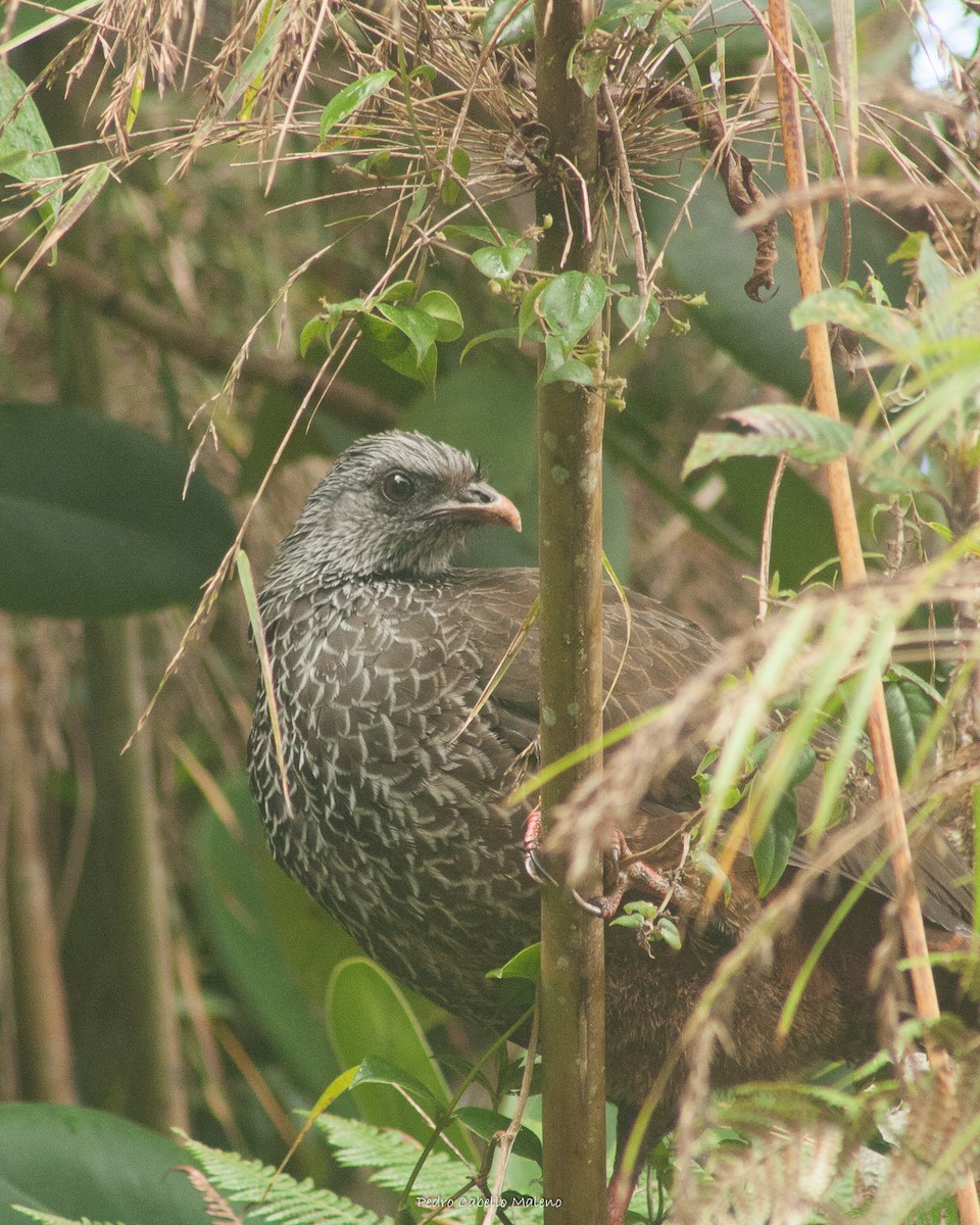 Andean Guan - Pedro Cabello Maleno