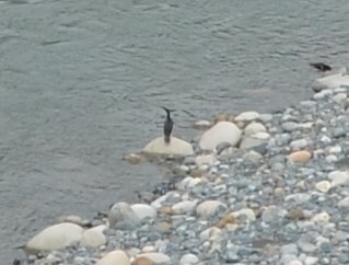 Neotropic Cormorant - Zachary Peterson