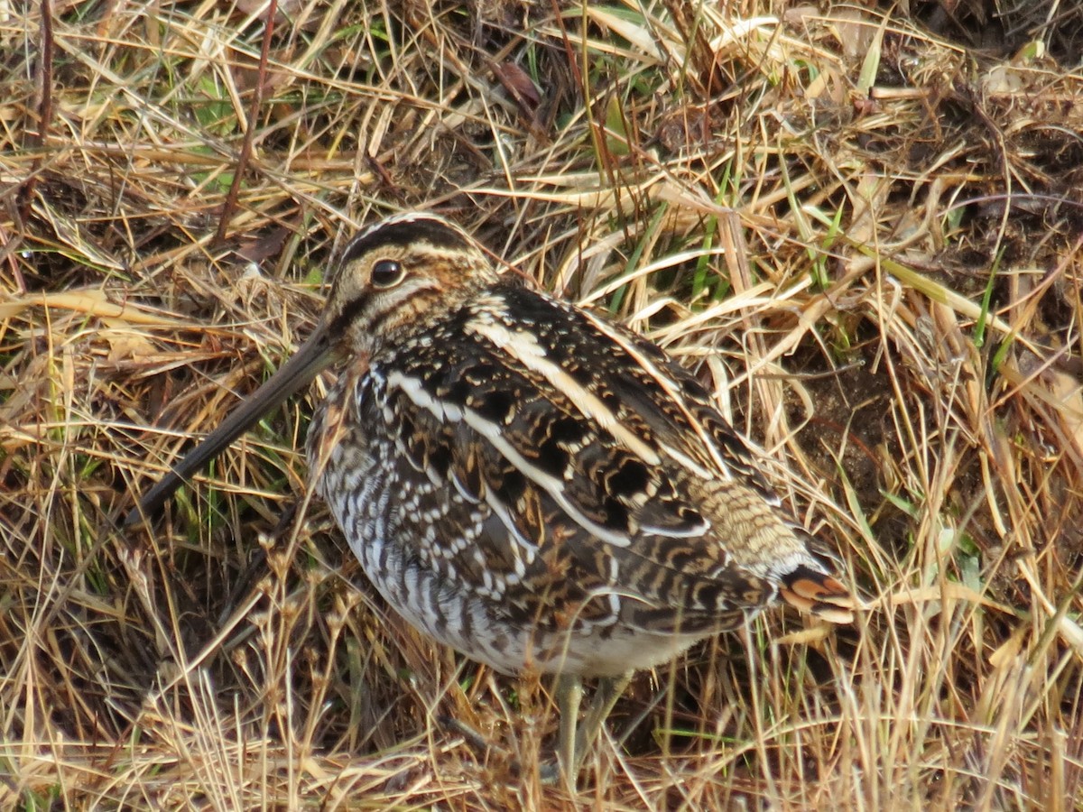 Wilson's Snipe - ML521514991