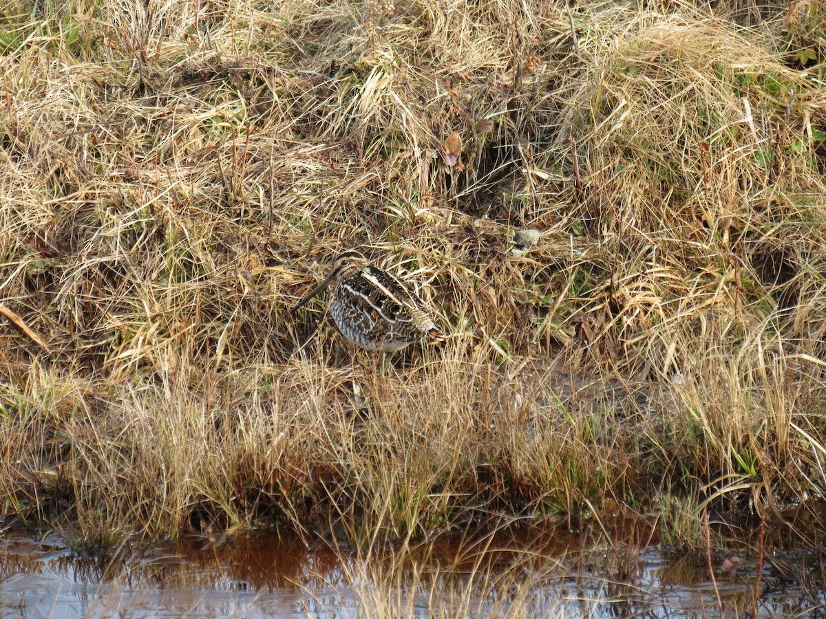 Wilson's Snipe - ML521515001