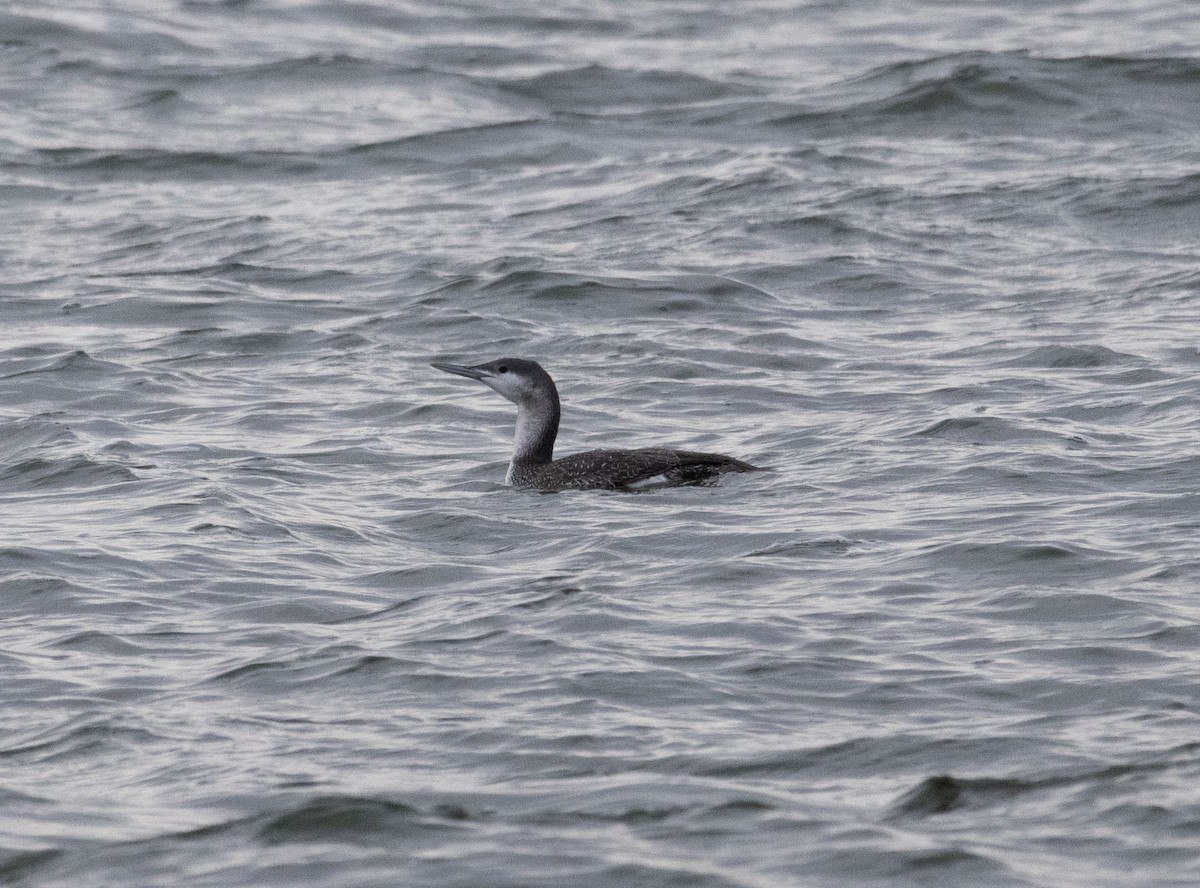 Red-throated Loon - ML521519121