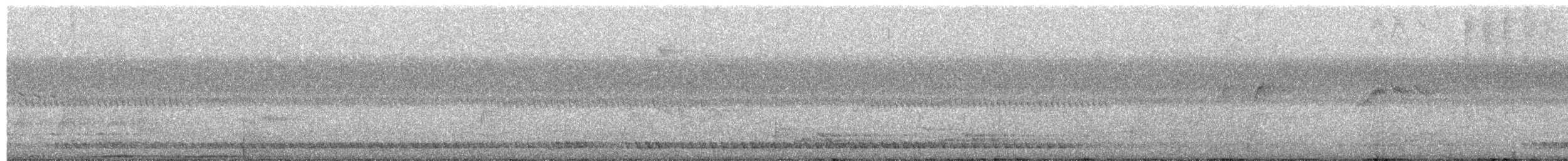 holub tmavohřbetý - ML52151971