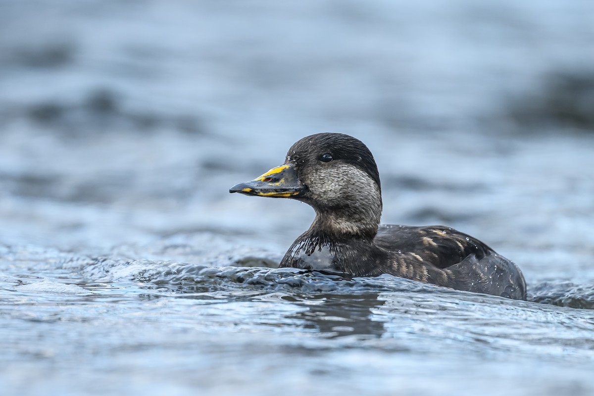 Black Scoter - ML521519951